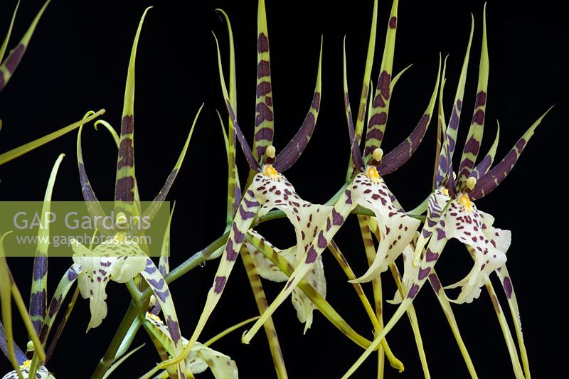 Brassia maculata - Spider orchids