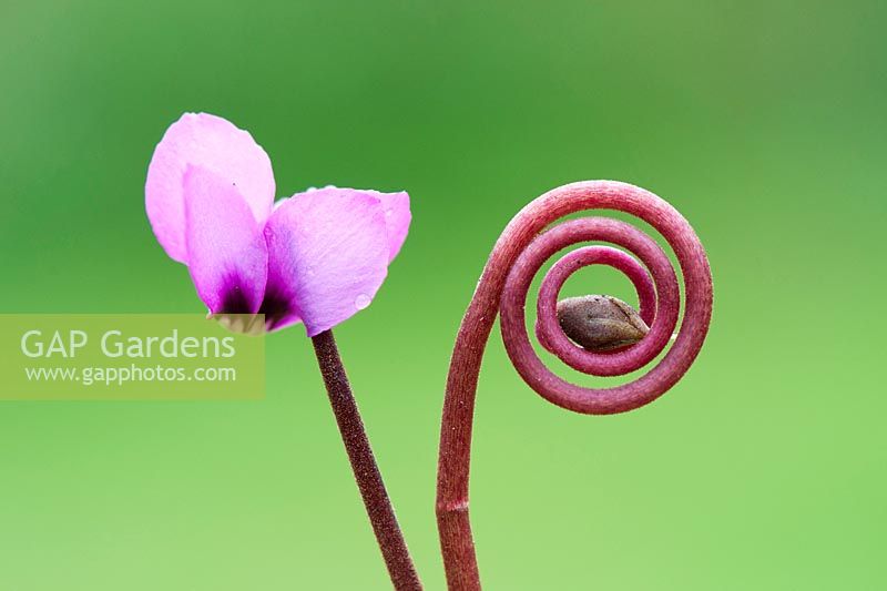 Cyclamen coum flower and unopened flower on a coiled stem
