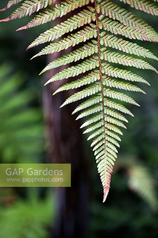 Dicksonia squarrosa -  Tree fern frond