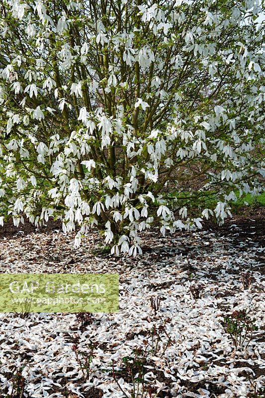 Magnolia x kewensis 'Wadas Memory' - RHS Wisley 