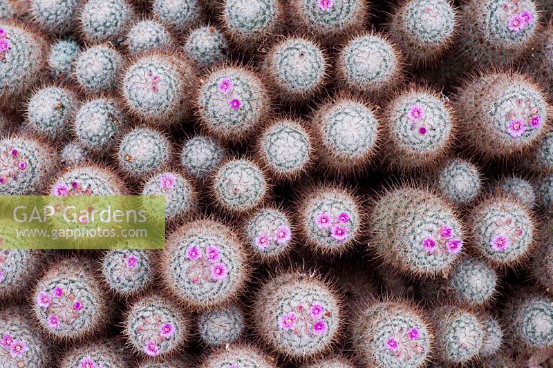 Mammillaria bombycina - Silken Pincushion cactus flowering