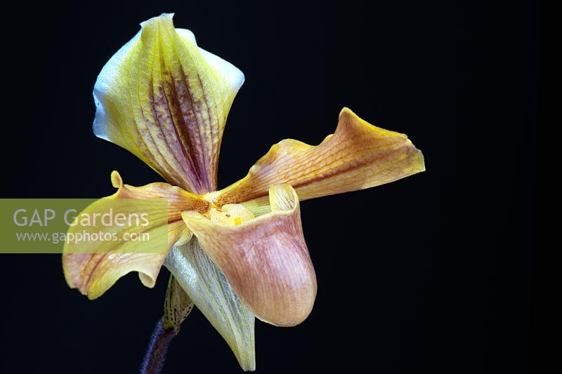 Paphiopedilum villosum x hellas 'Westonbirt' - Slipper orchid