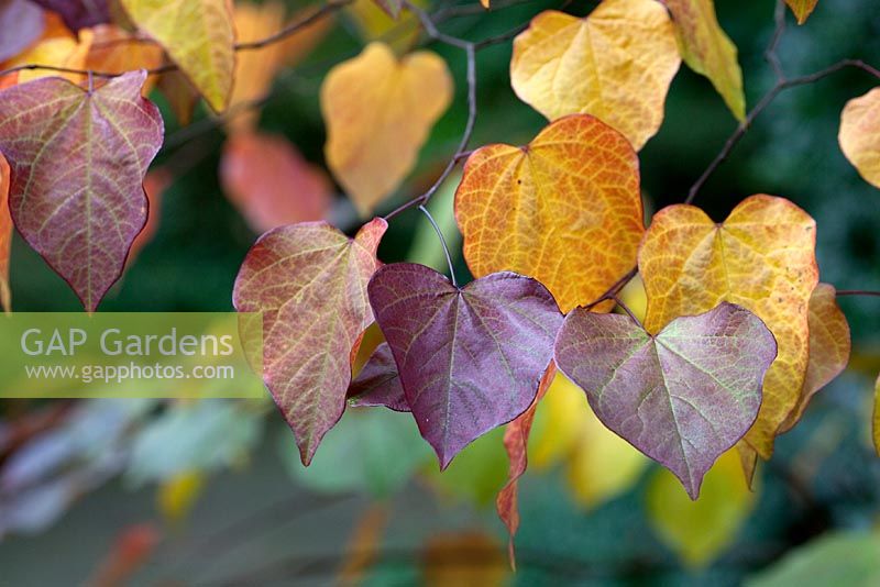 Cercis candensis 'Forest Pansy'