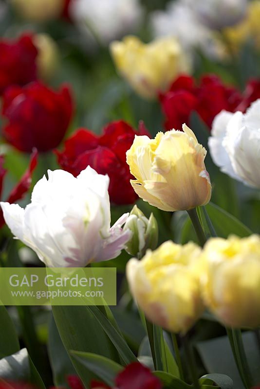 Tulipa 'Creme' and Tulipa 'White Lizzard'