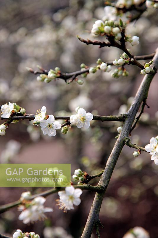 Prunus domestica 'Cambridge Gage' - plum blossom
