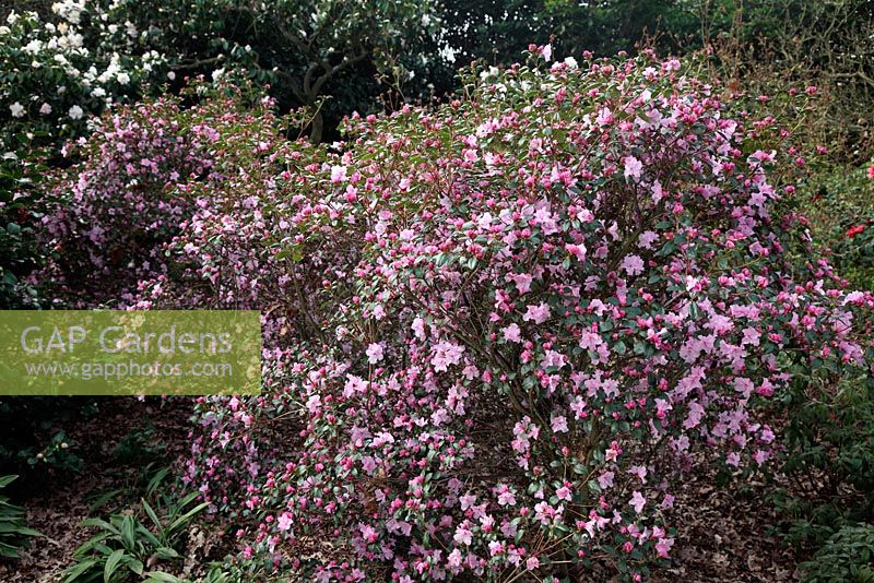 Rhododendrom 'Emasculum' at RHS Wisley