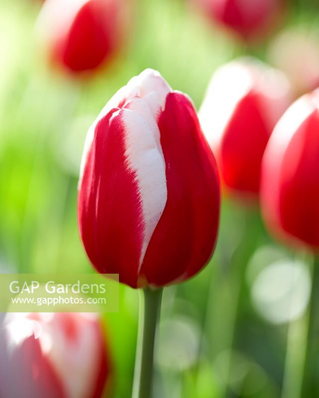 Tulipa Aspen