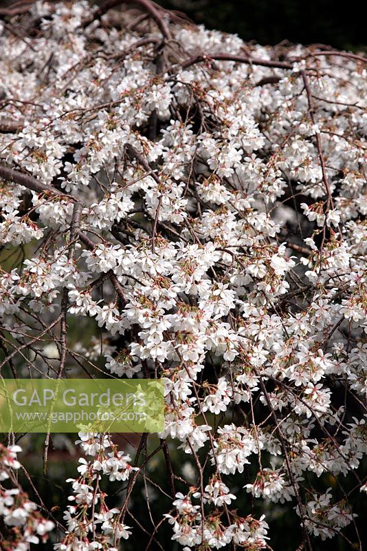 Prunus x yedoensis 'Pendula' syn. Prunus x yedoensis 'Shidare-yoshino' - Weeping White Cherry blossom in spring
