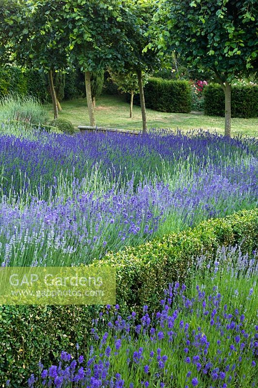 Lavender borders - Boyton Court