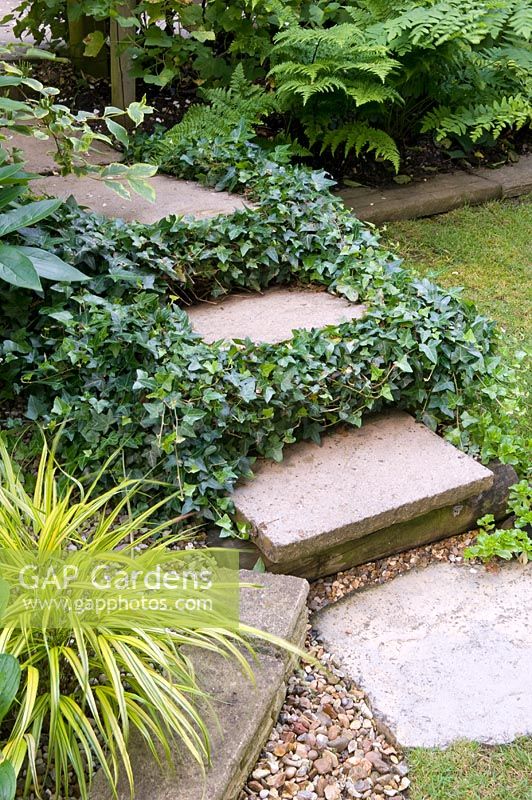 Stone steps edges with ivy - Buckhurst Hill