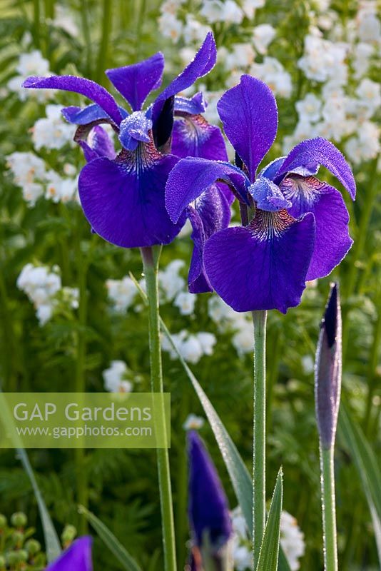 Iris sibirica 'Caesar' and Polemonium caeruelum 'White Pearl' behind