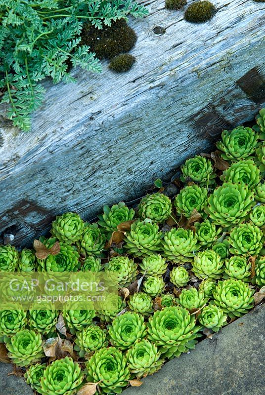 Sempervivums set into a gap in the paving below weathered railway sleepers containing a raised bed - Ivy Croft, Leominster, Herefordshire, UK
