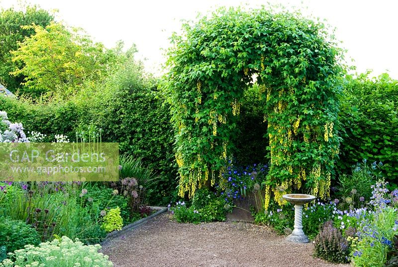 Arch trained with Laburnum waterei 'Vossii' in the front garden surrounded by Viola cornuta, Alliums, Achillea nobilis subsp. neilreichii and Polemoniums - Ivy Croft, Leominster, Herefordshire, UK