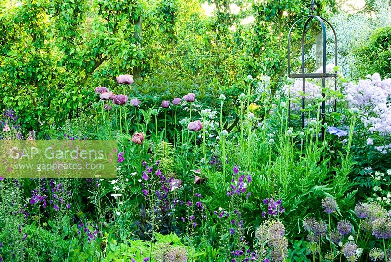 Border of purples and whites includes Papaver orientale 'Patty's Plum', Verbascum phoeniceum 'Violetta', Alliums and Thalictrum - Ivy Croft, Leominster, Herefordshire, UK