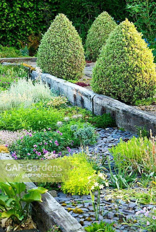 Raised beds made with weathered railway sleepers and mulched with blue slate. A path behind is framed with two lines of Buxus sempervirens 'Elegantissima' clipped into cones - Ivy Croft, Leominster, Herefordshire, UK
