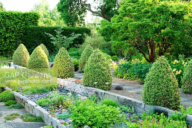 Raised beds made with weathered railway sleepers and mulched with slate. A path behind is framed with two lines of Buxus sempervirens 'Elegantissima' clipped into cones - Ivy Croft, Leominster, Herefordshire, UK
