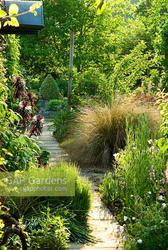 Path runs along the front of the house past Chionochloa rubra and pots of Aeonium 'Zwartkop' - Ivy Croft, Leominster, Herefordshire, UK