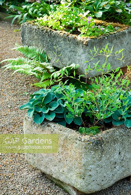 Shady garden planters containing Hostas and Hepaticas placed on gravel - Ivy Croft, Leominster, Herefordshire, UK