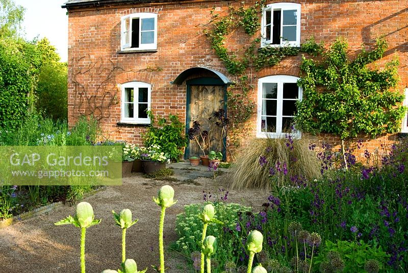 Front of house with containers of Aeonium 'Zwartkop' and other succulents, Petunias and summer bedding. On right an herbaceous border dominated by purples and whites including Verbascum phoeniceum 'Violetta' - Ivy Croft, Leominster, Herefordshire, UK