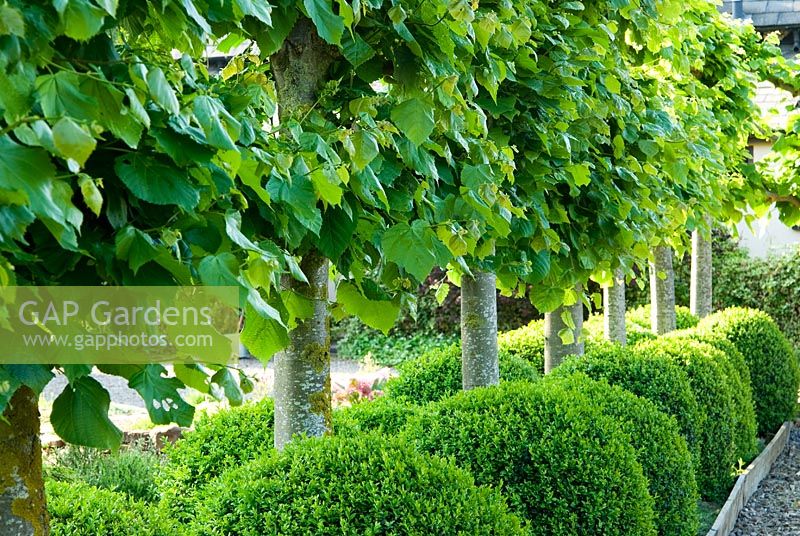 Pleached limes with clipped spheres of box below - Ivy Croft, Leominster, Herefordshire, UK
