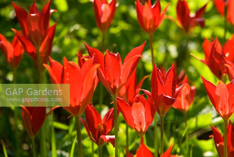 Bright red Tulipa sprengeri - Ivy Croft, Leominster, Herefordshire, UK