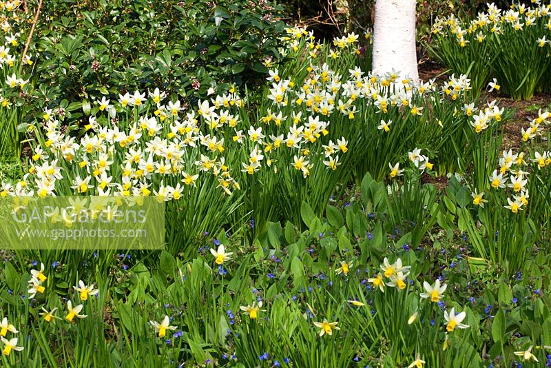 Narcissus 'Jack Snipe' and Pulmonaria with Betula utilis var. jacquemontii 'Silver Shadow'