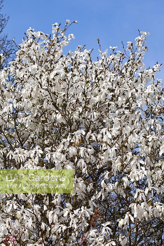 Magnolia salicifolia 'Wada's Memory' flowering in Spring