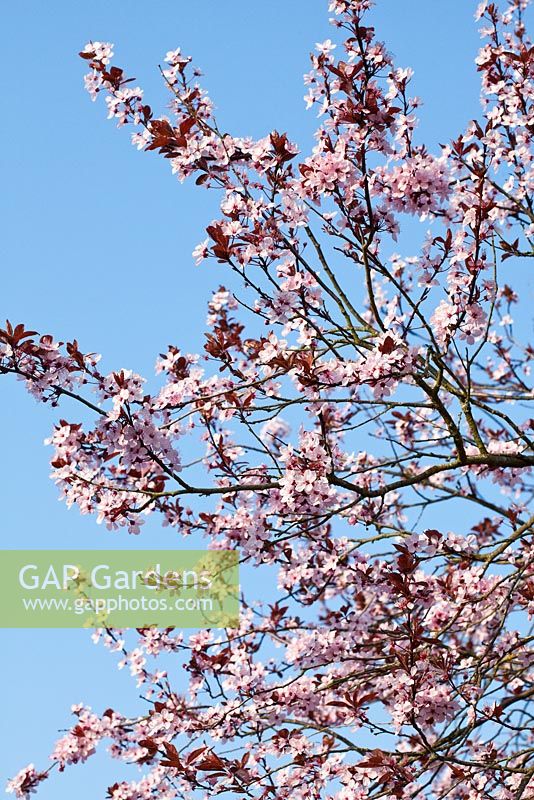 Prunus cerasifera 'Nigra' blossom in Spring