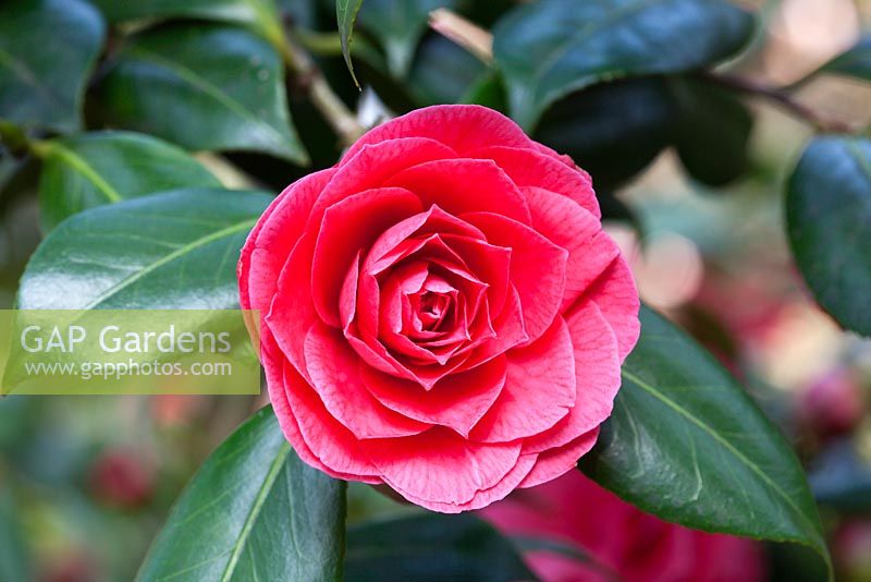 Camellia japonica 'Julia Drayton'