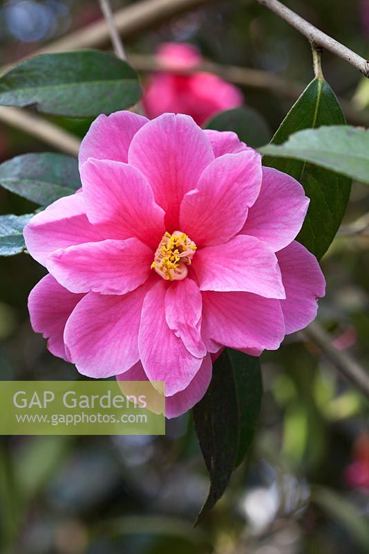 Camellia 'Maud Messel' 