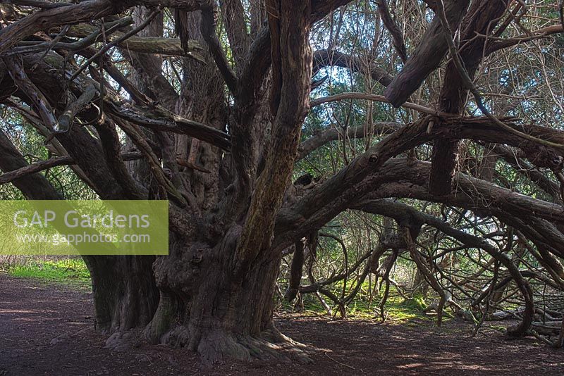 Ancient Taxus baccata - Yew tree growing in forest for 2000 years at Kingsley Vale, Sussex, England 
