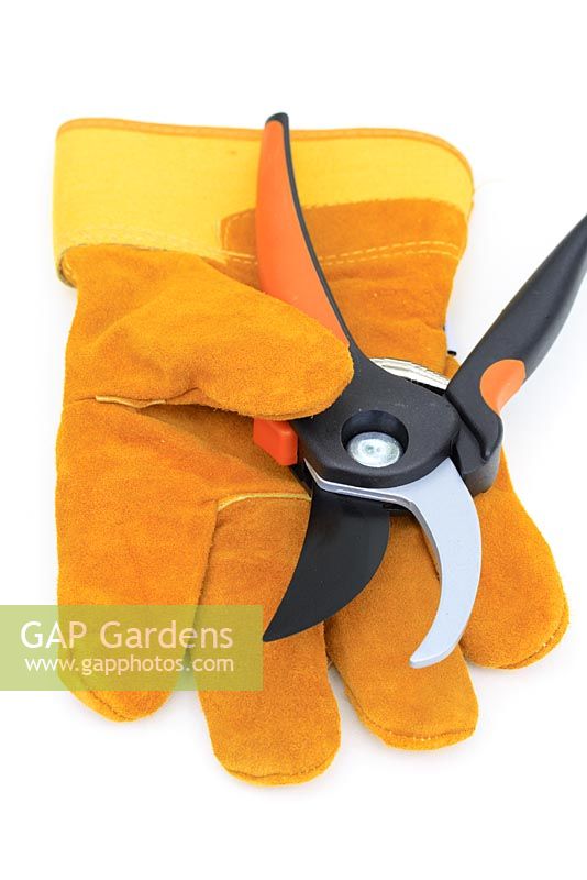 Secateurs and gardening gloves 