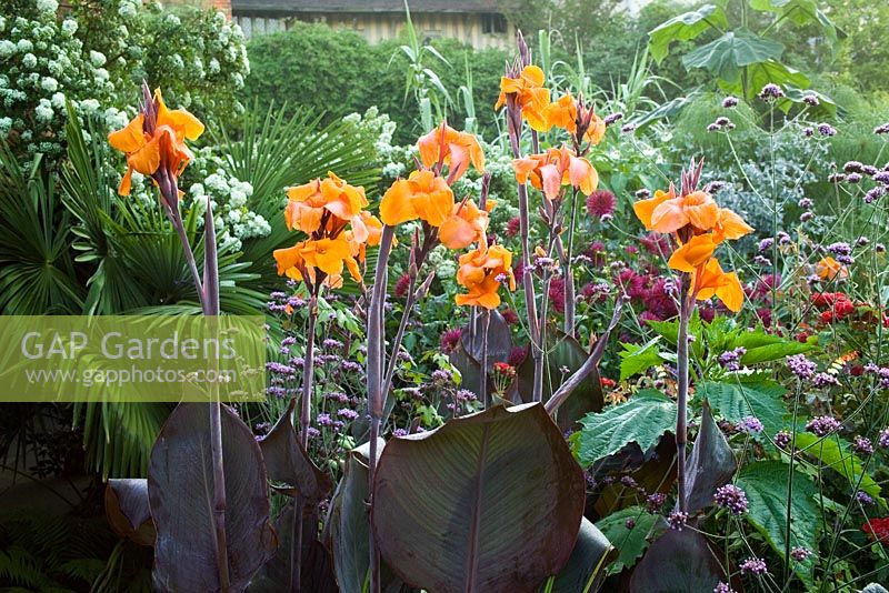 Canna 'Wyoming' in the exotic garden at Great Dixter