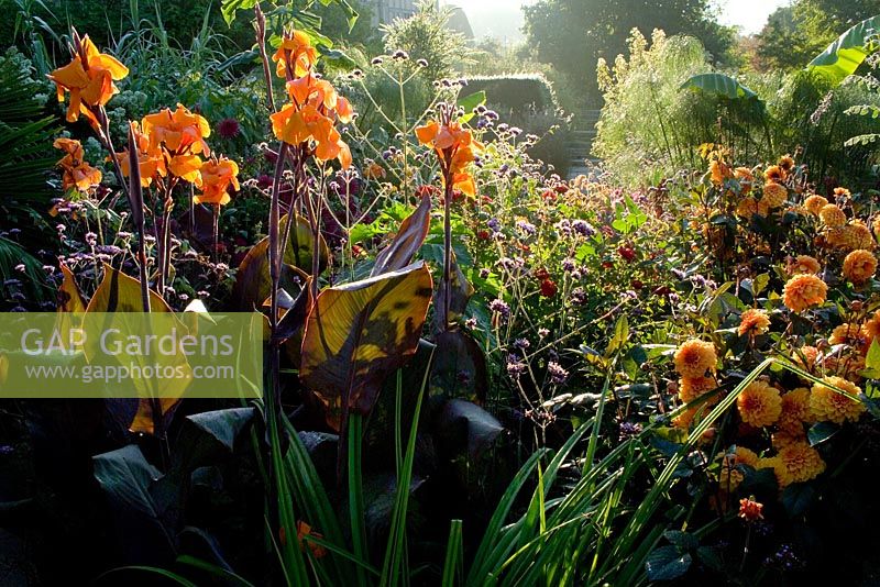 Early morning light in the exotic garden at Great Dixter. Canna 'Wyoming' with Dahlia 'David Howard'