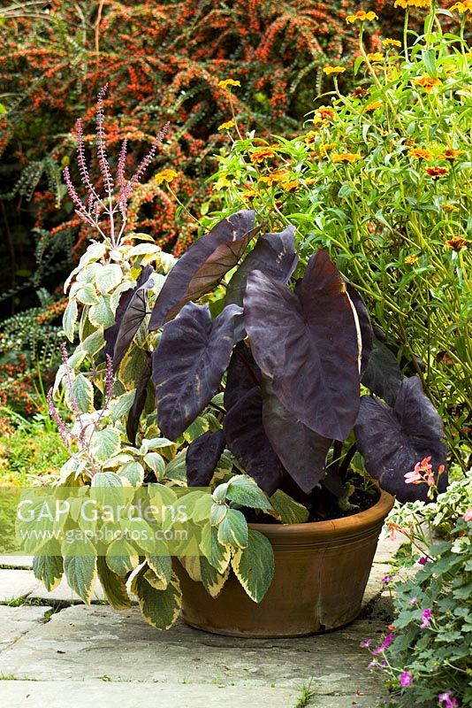 Colocasia 'Black Magic', Elephant's Ear, Taro plant, growing in a terracotta pot at Great Dixter in autumn with a cream and green variegated plectranthus