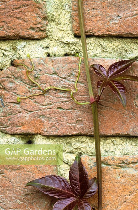 The sticky pads of virginia creeper (Parthenocissus) showing how it clings to a wall
