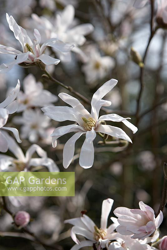 Magnolia x loebneri 'Leonard Messel' in March