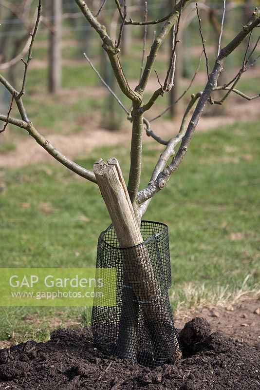Young fruit tree with protection and support, March