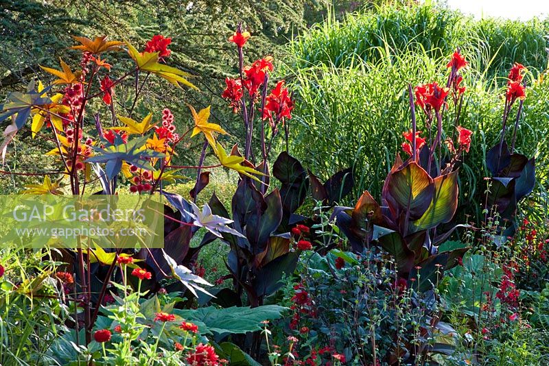 Colour-themed pathway at Weihenstephan Gardens, Canna indica, Miscanthus sinensis, Ricinus communis 'Carmencita Red' and Zinnias