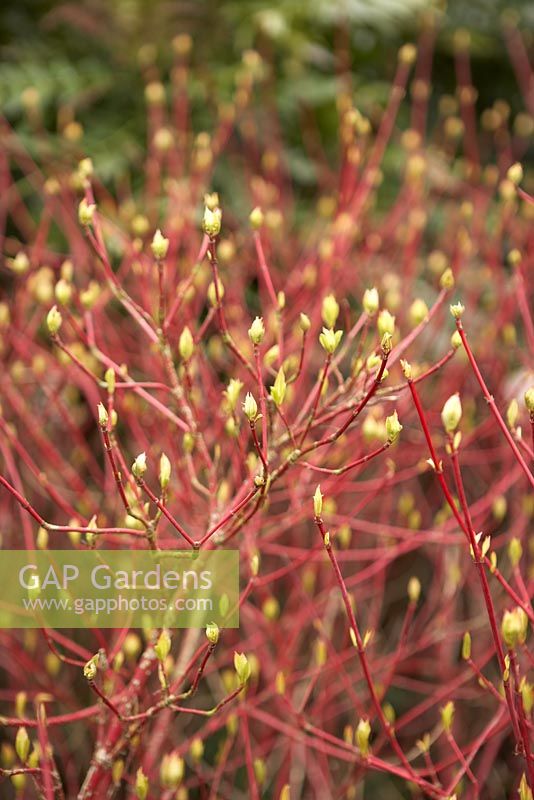 Cornus alba 'Sibirica' stems with new spring growth in March