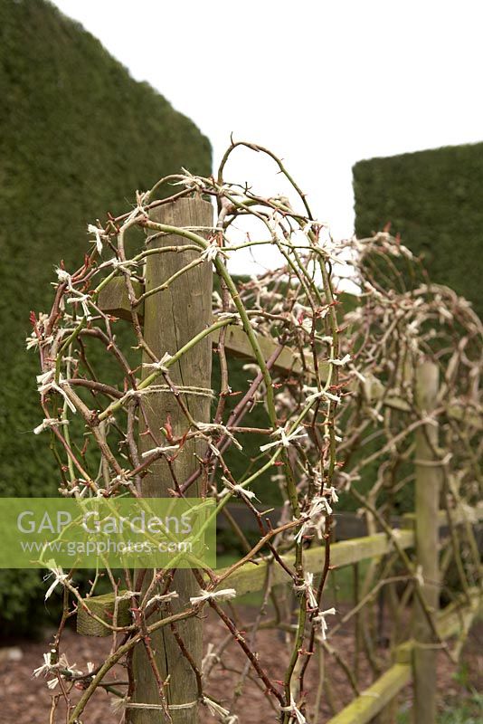 Rosa 'Climbing Cecile Brunner' tied and trained into shape with bare stems 