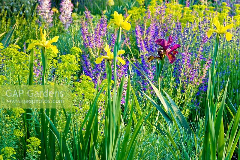 Iris border at the Weihenstephan gardens, Germany containing Euphorbia seguieriana subsp. niciciana, Iris crocea, Lavandula angustifolia Munstead and Salvia transsylvanica