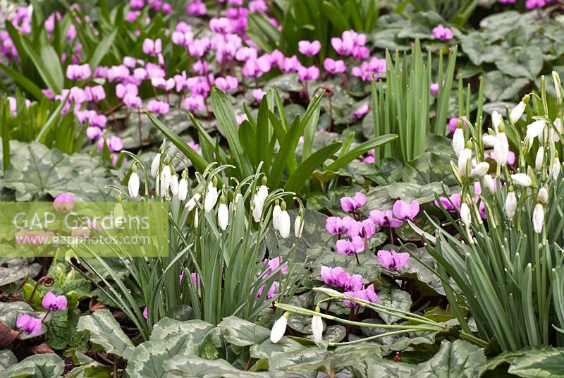 Galanthus and Cyclamen