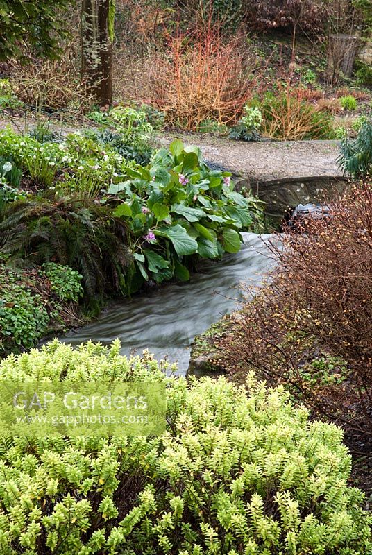 Bergenia and Hebe next to a stream, with orange stems of Cornus sanguinea 'Midwinter Fire' in the background