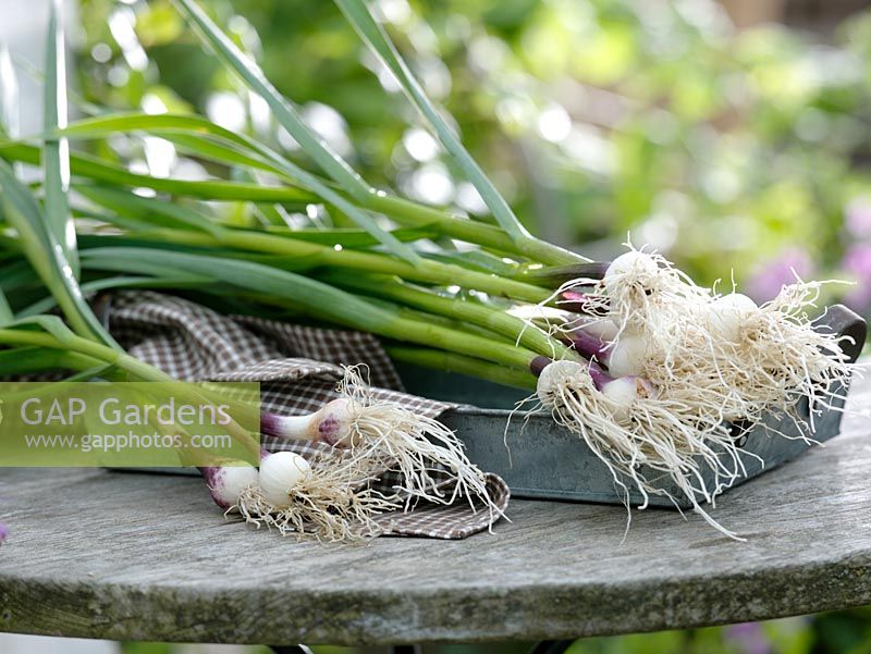 Freshly harvested and washed Allium cepa - Spring Onion