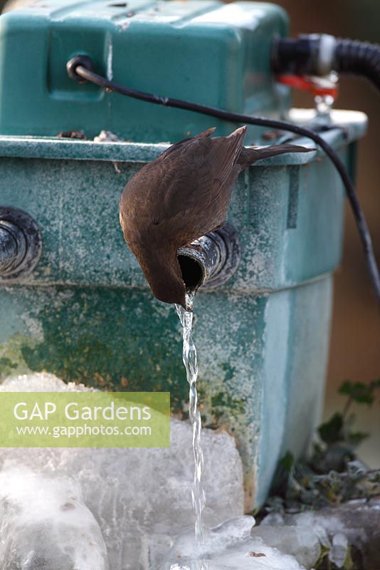 Turdus merula -  Blackbird female drinking at frozen pond filter