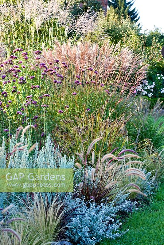 Ornamental grass border where grasses in different sizes are perfectly combined with Artemisia ludoviciana 'Silver Queen', Carex grayi, Helichrysum petiolare, Miscanthus sinensis, Pennisetum setaceum 'Rubrum' and Verbena bonariensis