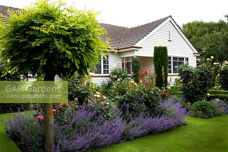 Garden with border containing Robinia, Nepeta, Rosa 'Charlotte' and Buxus hedge and Cypressus sempervirens with house in background