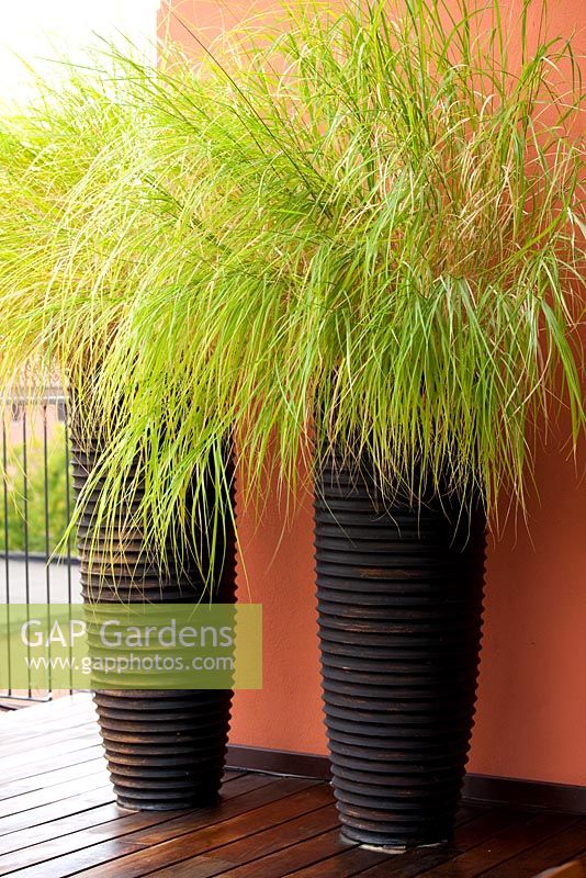 Containers of Pennisetum 'alopecuroides' -  Terrace in Ferrara,Italy 