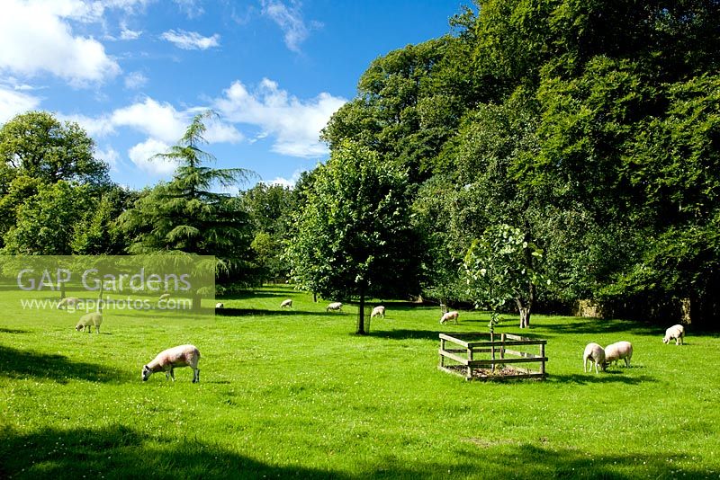 Sheep grazing at Gresgarth Hall, Lancashire